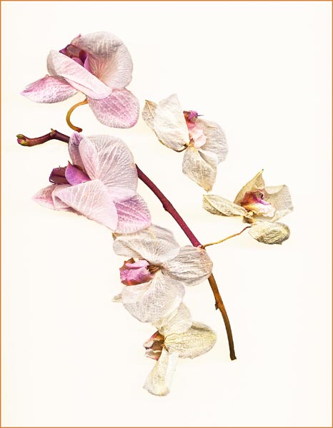 Dying Orchid - 3 final_1.jpg